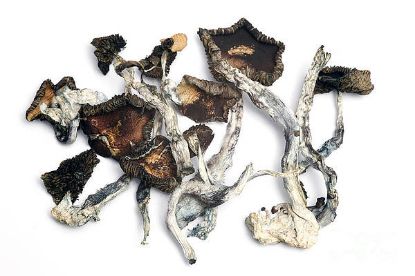 Picture of Blackhead 14G (Mushrooms)